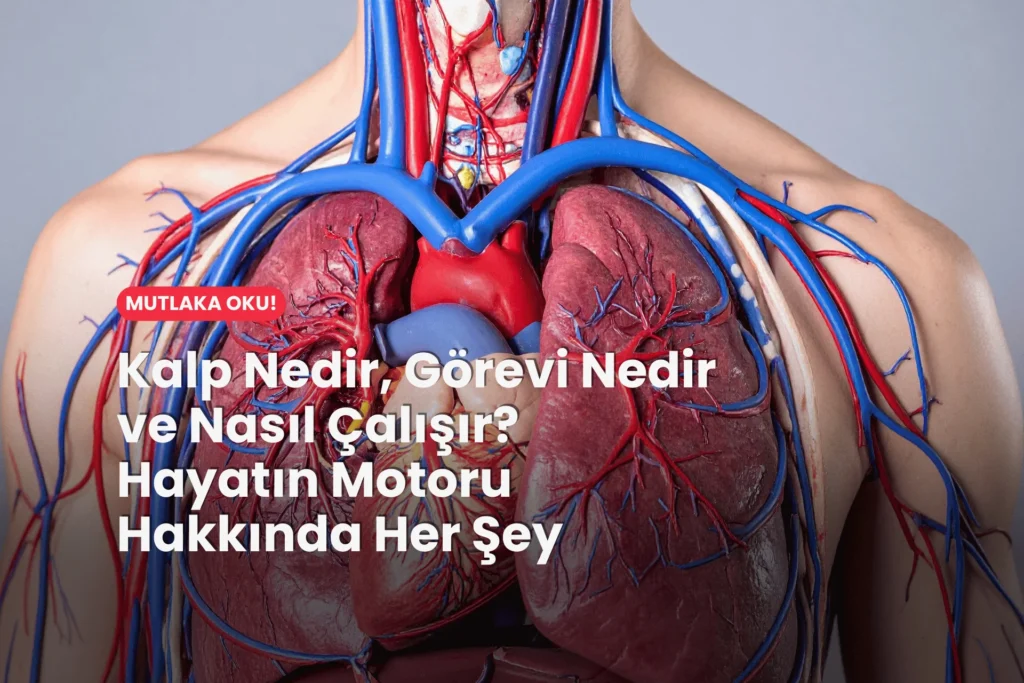 Kalp Nedir, Görevi Nedir ve Nasıl Çalışır? Hayatın Motoru Hakkında Her Şey