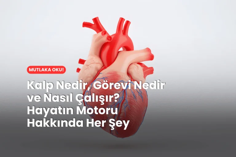 Kalp Nedir, Görevi Nedir ve Nasıl Çalışır? Hayatın Motoru Hakkında Her Şeyler